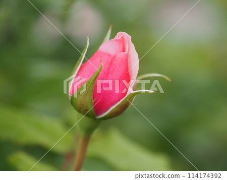 Pink rose Naema bud 114174392