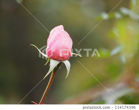 Pink rose Naema bud 114174396
