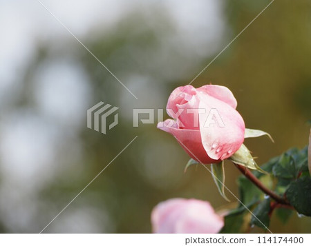 Pink rose Naema bud 114174400