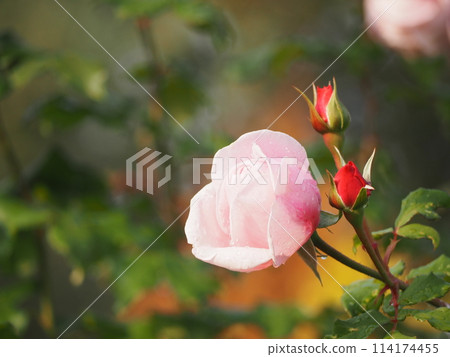 Pink Rose Naema Pink Rose Naema 114174455