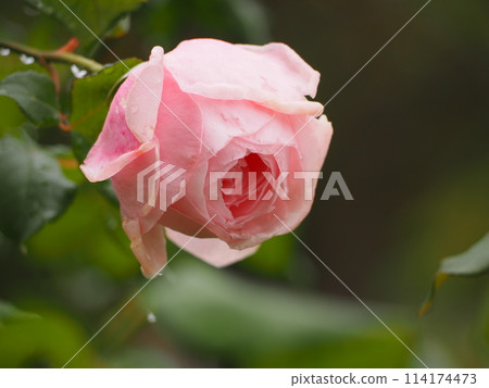 Pink Rose Naema 114174473