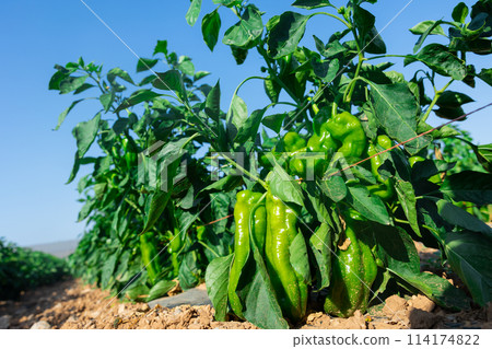Green bell pepper grows in farmer field on summer sunny day 114174822
