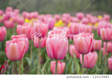 Pink tulip flower field Pink tulip flower field 114174963