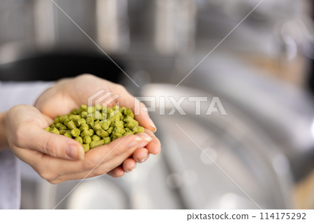 Hands of brewer holding hops pellets Hands of brewer holding hops pellets 114175292