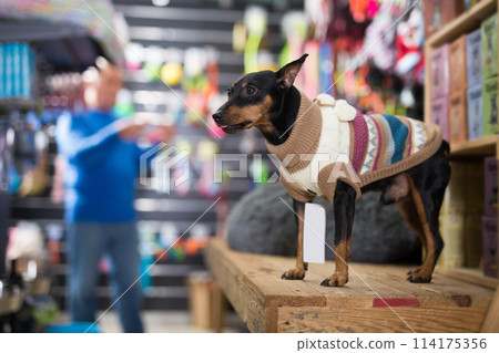 Pinscher puppy in pet shop 114175356