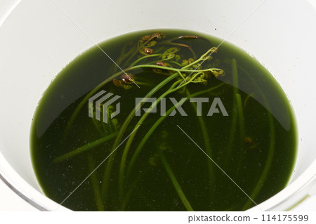 Wild vegetables: Removing the bitterness from bracken 114175599