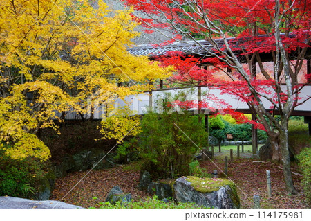 寬慈寺的紅葉(大阪府池田市) 寬慈寺的紅葉(大阪府池田市) 114175981