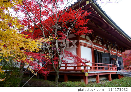 寬慈寺正殿與秋葉(大阪府池田市) 寬慈寺正殿與秋葉(大阪府池田市) 114175982