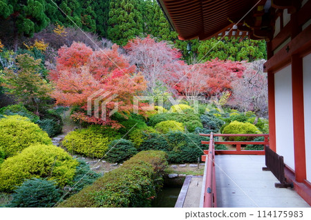 The garden and autumn leaves of Kyuanji Temple (Ikeda City, Osaka Prefecture) The garden and autumn leaves of Kyuanji Temple (Ikeda City, Osaka Prefecture) 114175983
