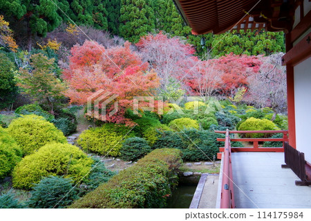The garden and autumn leaves of Kyuanji Temple (Ikeda City, Osaka Prefecture) The garden and autumn leaves of Kyuanji Temple (Ikeda City, Osaka Prefecture) 114175984