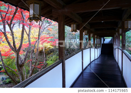 寬慈寺的迴廊和紅葉(大阪府池田市) 寬慈寺的迴廊和紅葉(大阪府池田市) 114175985