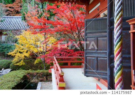View of Amida Hall through vibrant autumn foliage from the main hall of Kyuanji Temple (Ikeda City, Osaka Prefecture) View of Amida Hall through vibrant autumn foliage from the main hall of Kyuanji Temple (Ikeda City, Osaka Prefecture) 114175987