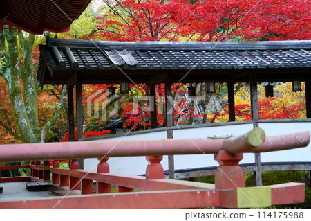 Autumn leaves at Kuanji Temple (Ikeda City, Osaka Prefecture) 114175988