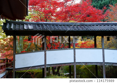Autumn leaves at Kuanji Temple (Ikeda City, Osaka Prefecture) Autumn leaves at Kuanji Temple (Ikeda City, Osaka Prefecture) 114175989