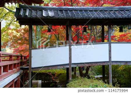 Autumn leaves at Kuanji Temple (Ikeda City, Osaka Prefecture) Autumn leaves at Kuanji Temple (Ikeda City, Osaka Prefecture) 114175994