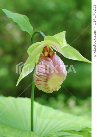 扇脈杓蘭 114176212