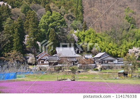 A purple carpet of Lamium amplexicaule and the building of Hosenji Temple 114176338