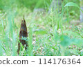 Bamboo shoots emerging from the greenery 114176364