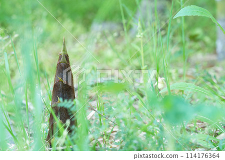 Bamboo shoots emerging from the greenery Bamboo shoots emerging from the greenery 114176364