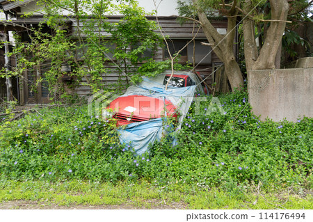 A red car that has been abandoned for many years and is covered in vegetation | Image of abandoned vehicle A red car that has been abandoned for many years and is covered in vegetation | Image of abandoned vehicle 114176494