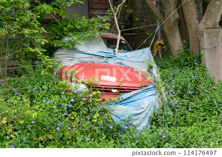 A red car that has been abandoned for many years and is covered in vegetation | Image of abandoned vehicle A red car that has been abandoned for many years and is covered in vegetation | Image of abandoned vehicle 114176497