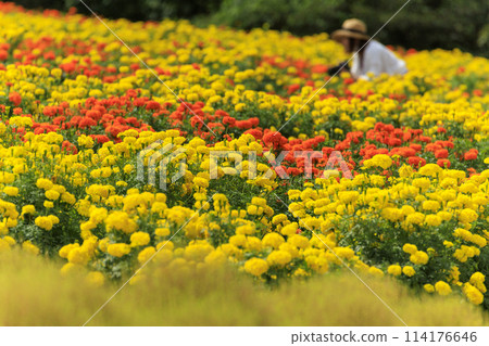 花夢村、萬壽菊花園 114176646