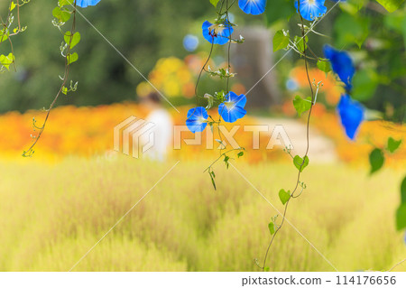 Hanayume no Sato Marigold Flower Field Hanayume no Sato Marigold Flower Field 114176656