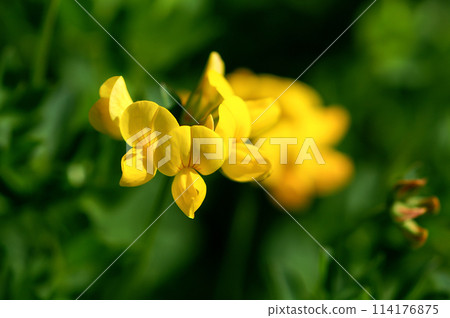 Lotus japonicus 114176875