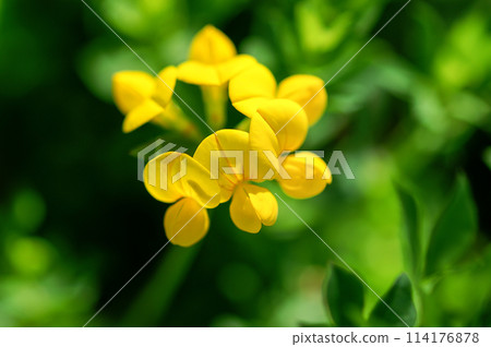 蓮藕 蓮藕 114176878