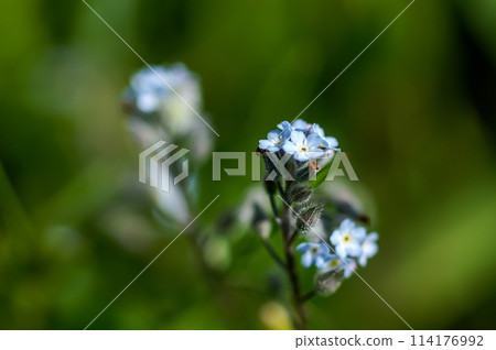Forget-me-nots (Myosotis discolor) whose flowers change color. Forget-me-nots (Myosotis discolor) whose flowers change color. 114176992
