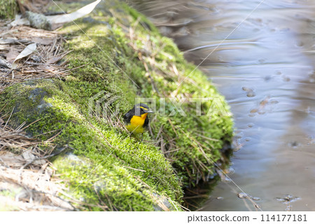 基比塔基 基比塔基 114177181