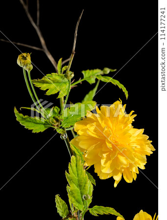 Blooming kerria japonica flowers on a black background 114177241