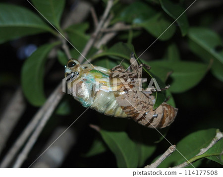Cicada emergence 1 Cicada emergence 1 114177508