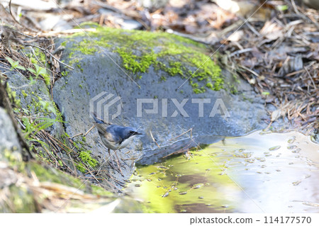 藍歌鴝 藍歌鴝 114177570