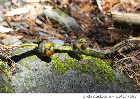 紅嘴相思鳥 紅嘴相思鳥 114177588