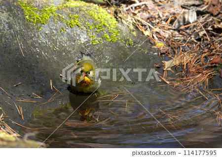 紅嘴相思鳥 114177595