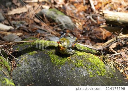 Swallowtail Swallowtail 114177596