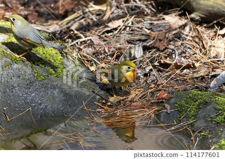 Swallowtail 114177601