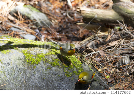 Swallowtail 114177602