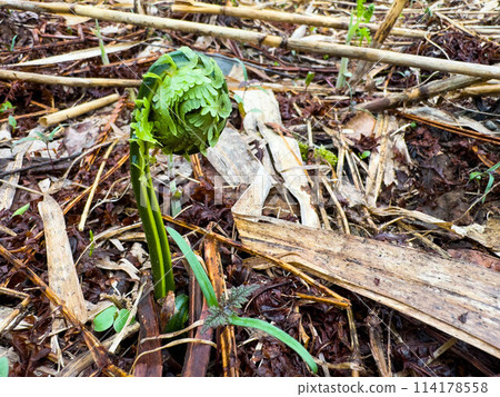 Kogomi season ~ Spring in the north country ~ 114178558