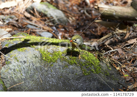 紅嘴相思鳥 114178729