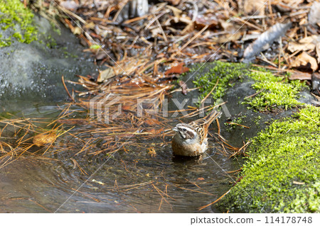  White fish 114178748