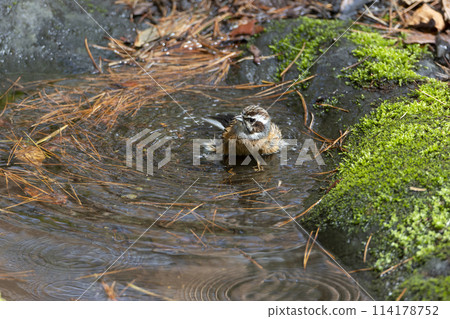  白魚 114178752
