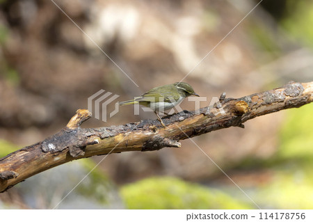 冕柳鶯 冕柳鶯 114178756