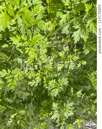 Spring flower bed Spring flower bed 114178805