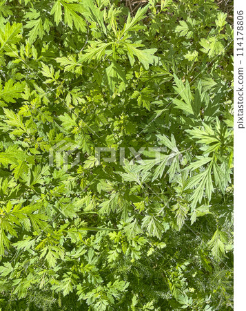 Spring flower bed 114178806