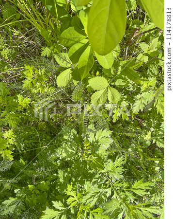 Spring flower bed 114178813