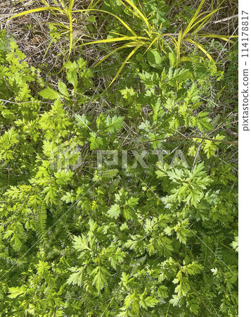 Spring flower bed 114178817