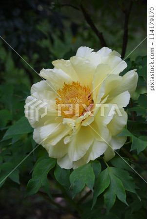 Button (Kinkakuji) Button (Kinkakuji) 114179170