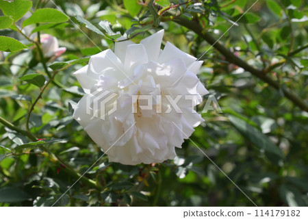 Rosa · Kinensis · Aruba Rosa · Kinensis · Aruba 114179182